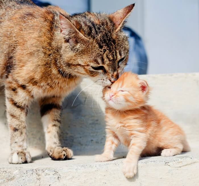 Gato adulto lamiendo a un gatito