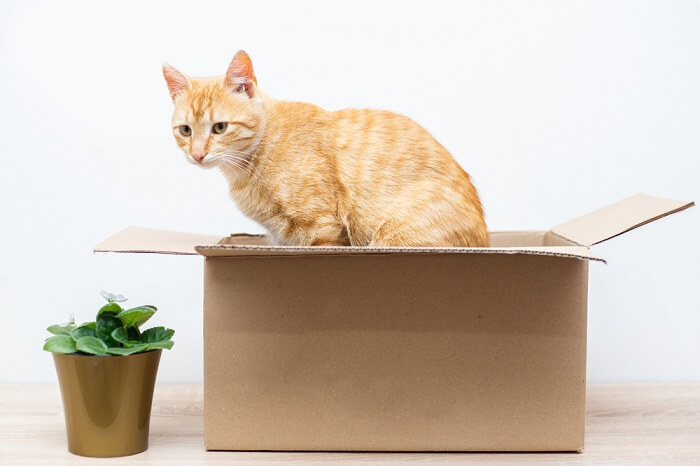 Gato en una caja