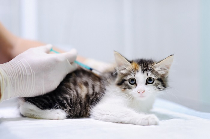 Veterinario administrándole una inyección a un pequeño gatito atigrado