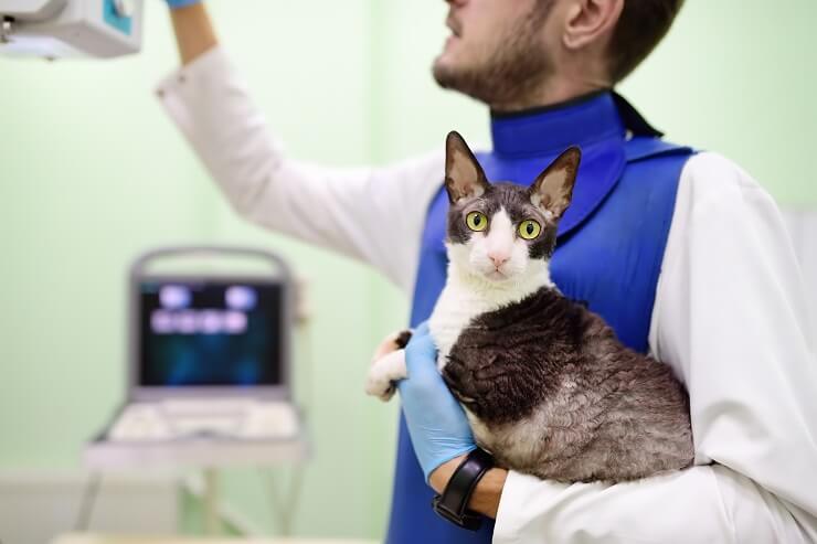 Una imagen médica que muestra un tumor en un gato, resaltando la importancia del diagnóstico temprano y la atención veterinaria.