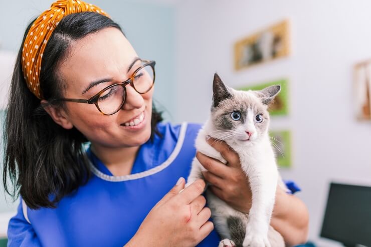 Una imagen que muestra a un veterinario brindando atención a un gato, mostrando el papel vital de los profesionales veterinarios en el mantenimiento de la salud felina.