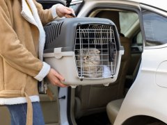 Woman holding carrier with cute Scottish fold cat