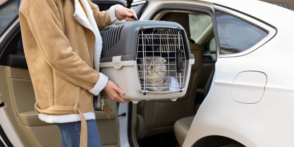 Mujer sosteniendo un transportador con un lindo gato Scottish Fold