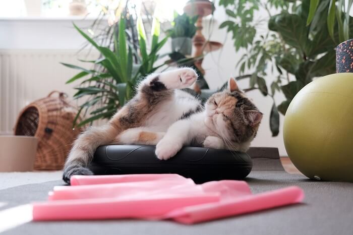 Un gato enérgico en movimiento, saltando y estirándose durante una rutina de ejercicio lúdica, capturando la agilidad y vitalidad que son parte integral del estilo de vida activo de un gato.