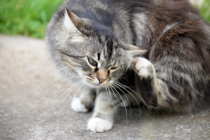 gato gris rascándose