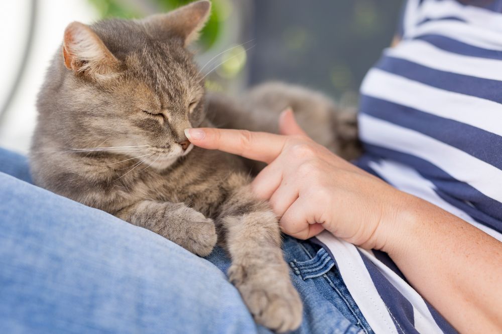 gato acostado en el regazo de su dueño