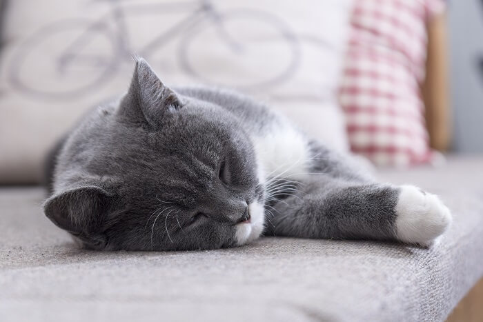 gato durmiendo en la cama