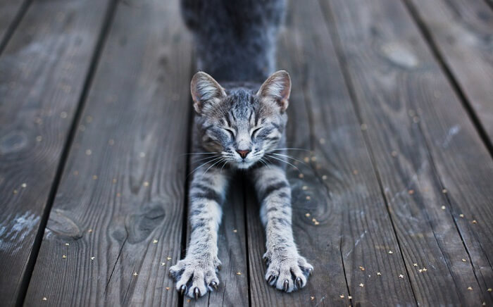 Un gato grácil capturado en pleno estiramiento, mostrando su flexibilidad y elegancia mientras extiende su cuerpo, un comportamiento natural que ayuda a mantener sus músculos y mantenerse ágil.