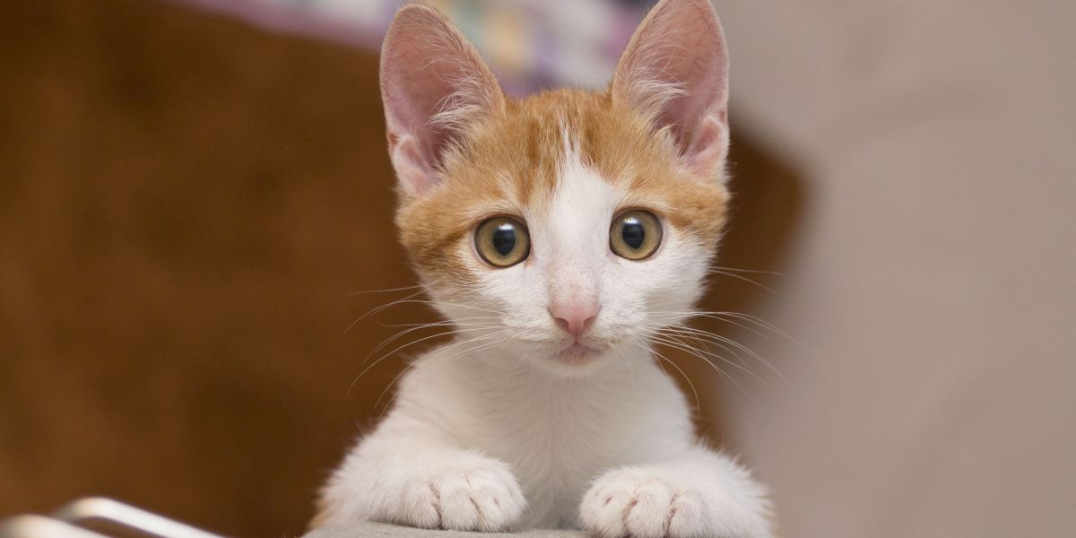 Encantador gatito mira directamente a la cámara con curiosidad.