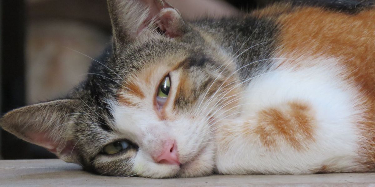 Una imagen de un gato que parece letárgico y somnoliento, lo que indica la necesidad de observación y posible atención médica.