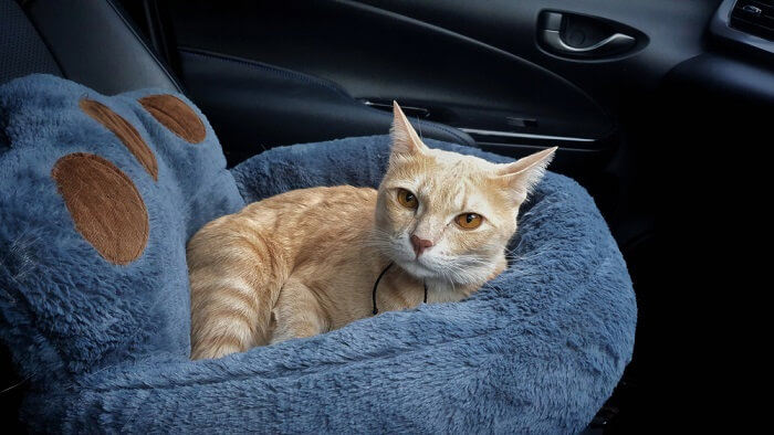 Imagen que retrata a un gato relajado dentro de un automóvil.