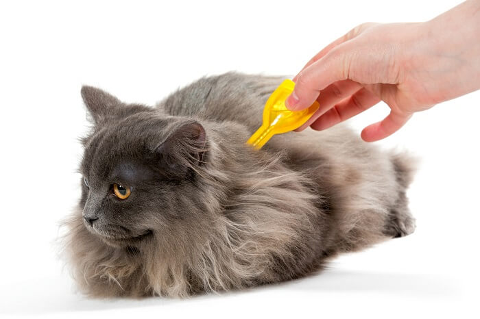 Gato recibiendo gotas contra pulgas en su espalda