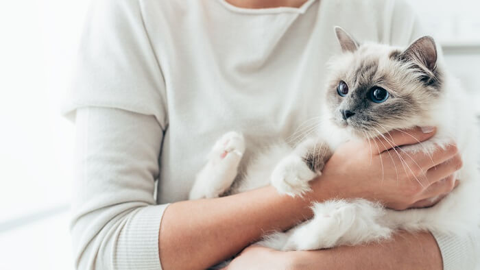 Una mujer sosteniendo un gatito blanco esponjoso