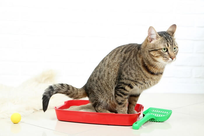 un gato cómodamente situado dentro de una caja de arena, demostrando hábitos adecuados de uso y limpieza de la caja de arena.