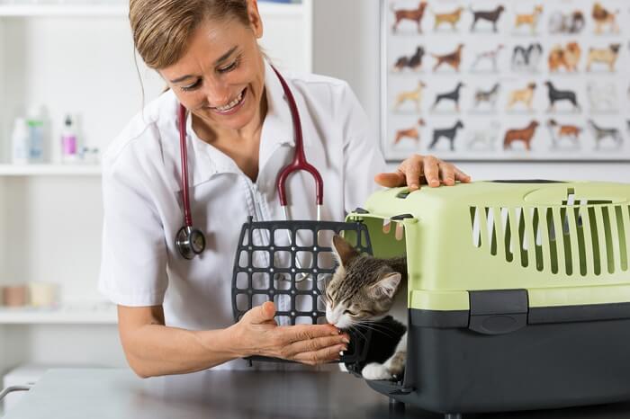 Una imagen que muestra a un gato durante una visita al consultorio del veterinario, subrayando el cuidado y la atención sanitaria responsables de las mascotas.