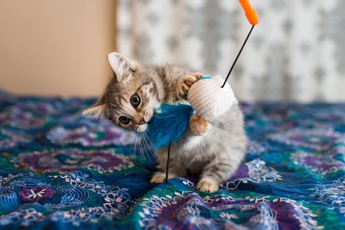 gatito jugando