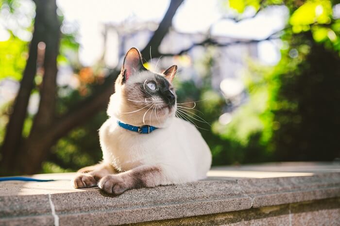 Una imagen de un gato sentado en una valla de cemento, mirando pensativamente a la distancia.