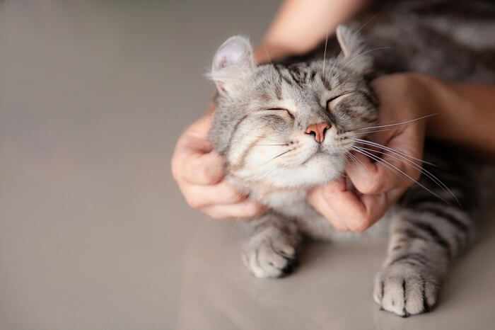 Persona acariciando a un gato escocés gris.