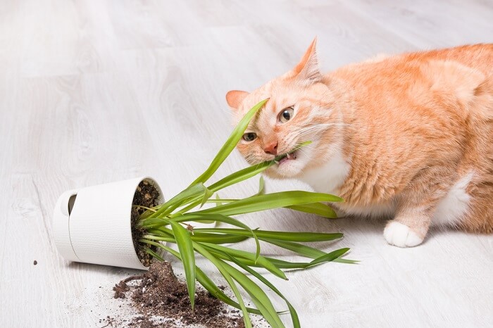 La imagen parece ilustrar la pica en los gatos, una conducta en la que los gatos consumen elementos no alimentarios, como plástico, papel o tela.