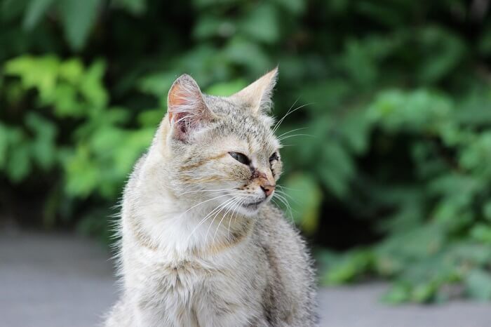 El herpesvirus felino y el ojo imagen destacada