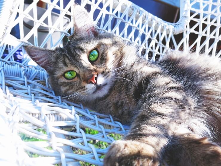 Gato con verde durmiendo en una silla