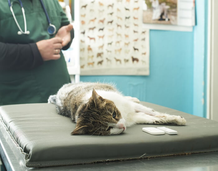 Gato acostado en la mesa de examen