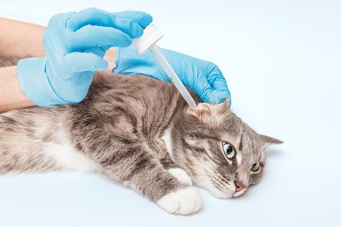 Un gato siendo vacunado por una persona con guantes azules.