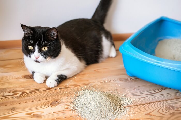 Gato usando una caja de arena con facilidad y comodidad. La imagen captura al gato en un momento natural y privado, demostrando el comportamiento adecuado en la caja de arena.