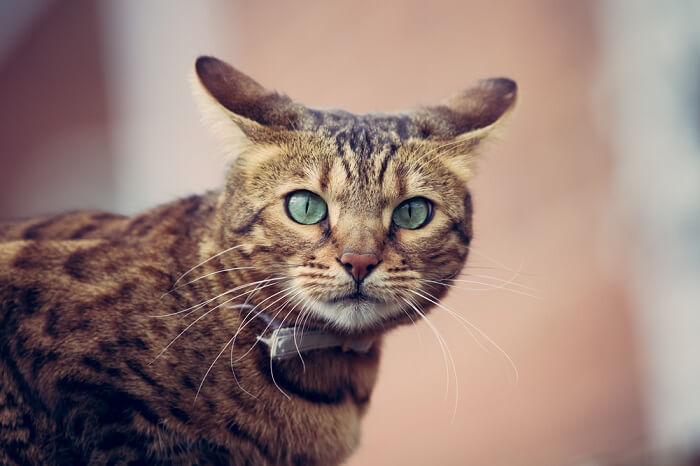 Un gato de Bengala con ojos verdes mirando a la cámara.