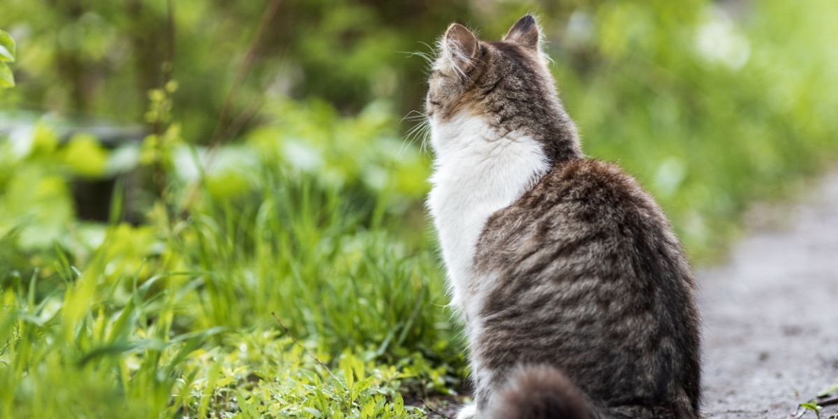 El gato doméstico se sienta con la espalda apoyada en el camino.