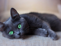 grey cat with green cats sleeping on sofa