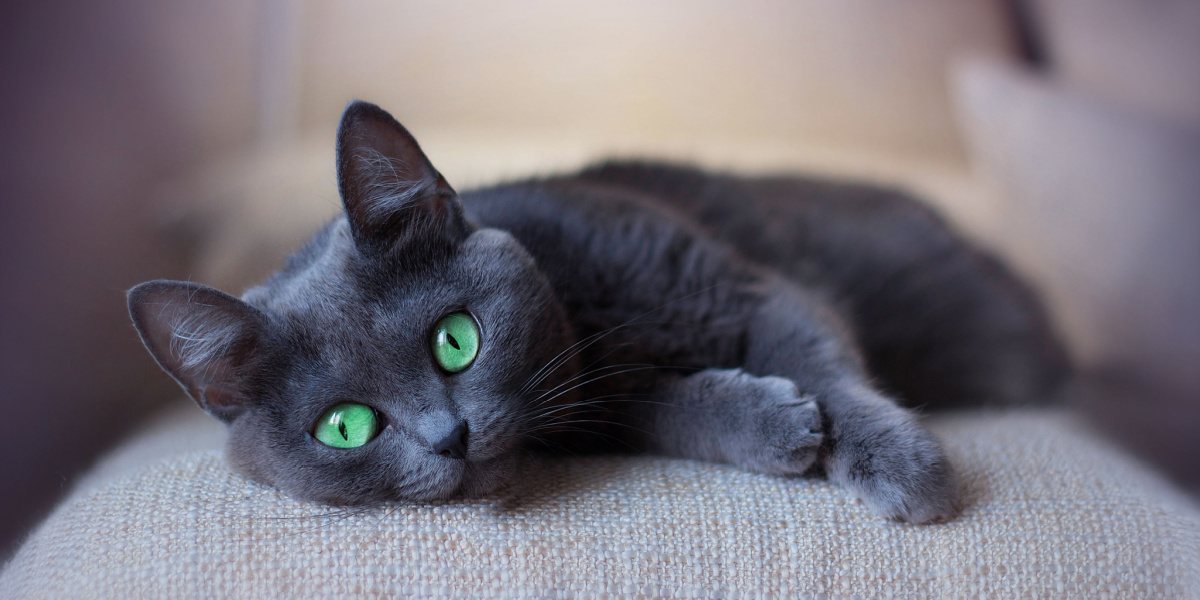 Gato gris con gatos verdes durmiendo en el sofá