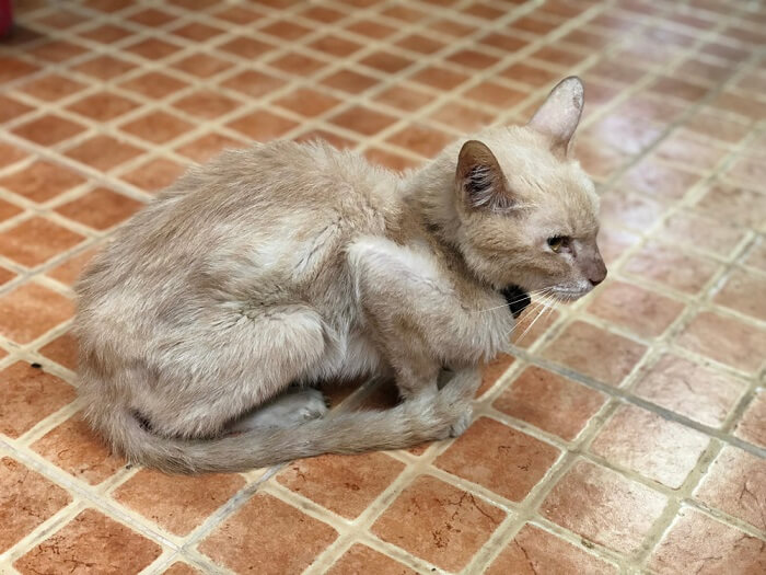 Un gato delgado y demacrado con costillas visibles y aspecto demacrado, lo que indica posible desnutrición o problemas de salud.