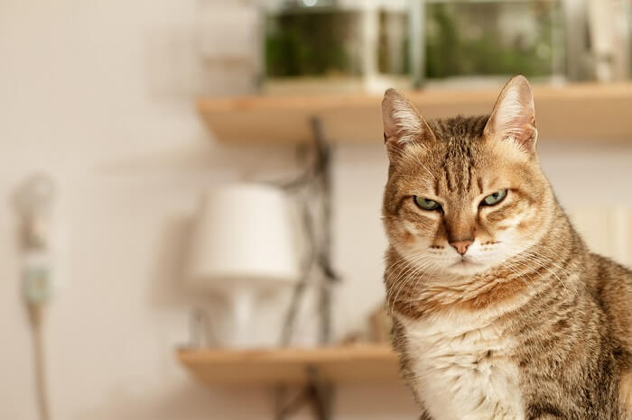 Una imagen que retrata a un gato infeliz, con expresión abatida y posiblemente orejas aplastadas, lo que refleja un estado de ánimo de descontento o incomodidad.