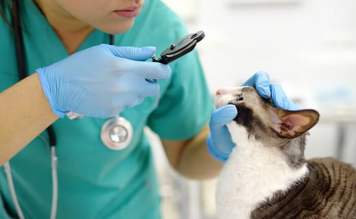 Veterinario mirando los ojos del gato