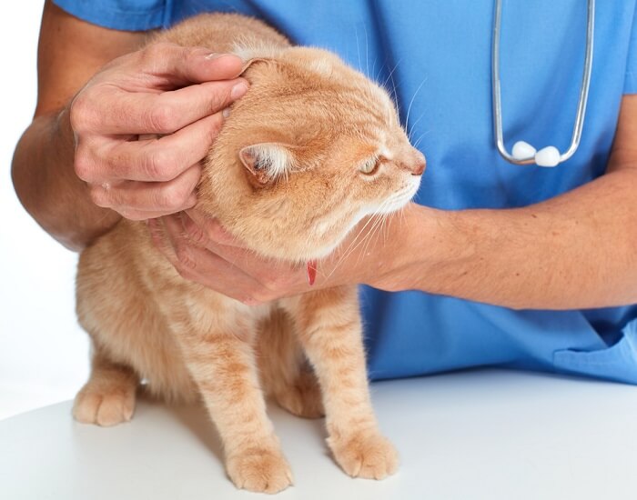 Un gato naranja siendo examinado por un veterinario.