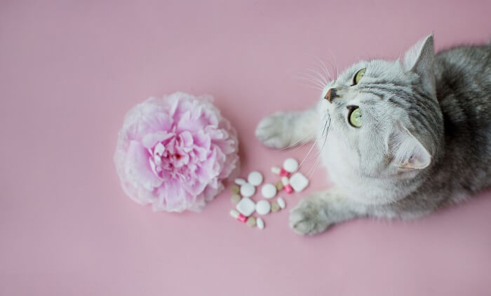 Un gato gris mirando una flor y pastillas sobre un fondo rosa.