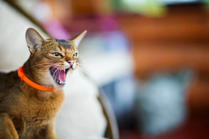 Agresión por miedo en los gatos