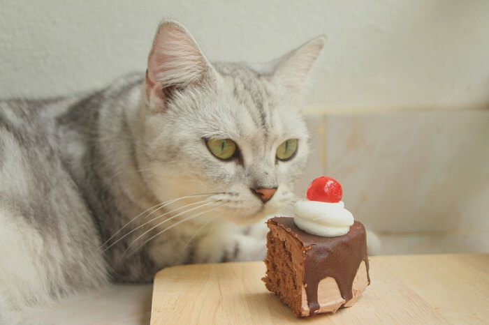 Gato mirando un trozo de pastel de chocolate