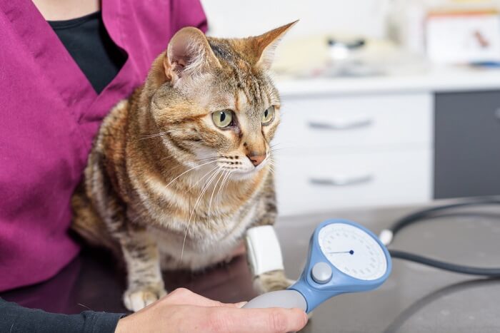 Una imagen informativa que ilustra la medición de la presión arterial de un gato, mostrando a un profesional veterinario usando un manguito de presión arterial para monitorear la salud cardiovascular del gato, resaltando la importancia de los controles regulares para el bienestar general.