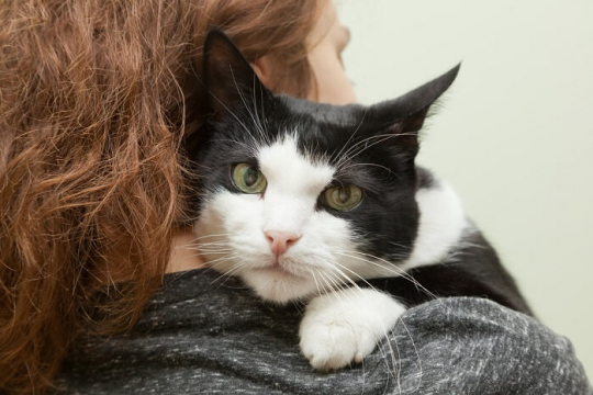 9 Señales inequívocas de que tu gato te ama