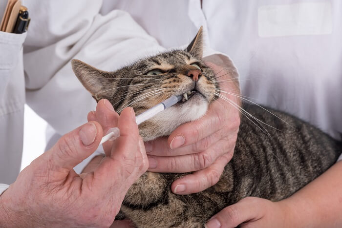 Gato atigrado recibiendo medicación