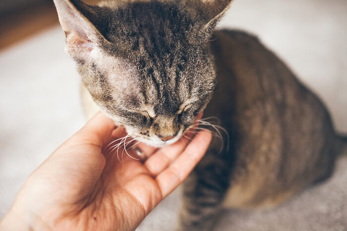 Gato sentado con los ojos cerrados, siendo acariciado