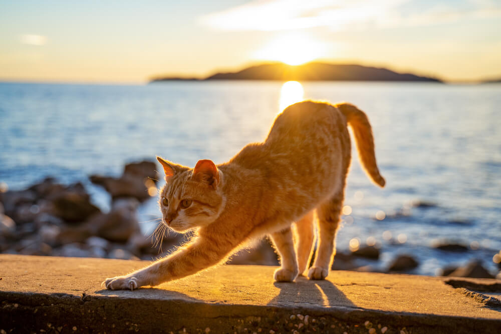 personalidad del gato pelirrojo