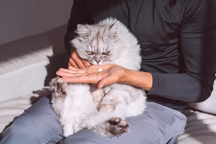 Imagen que muestra un medicamento blanco para gatos, que resalta la variedad de tratamientos farmacéuticos disponibles para abordar problemas de salud felinos y la importancia de una dosificación precisa y una administración adecuada.