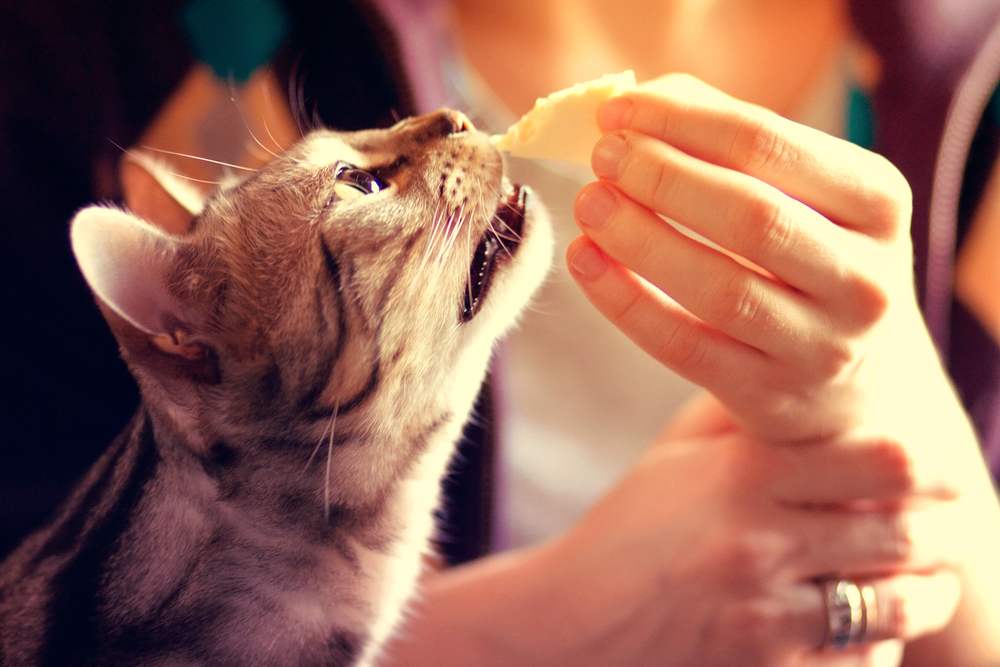 Imagen de un gato de Bengala comiendo queso, que ilustra la exploración inquisitiva de un felino de la comida humana.