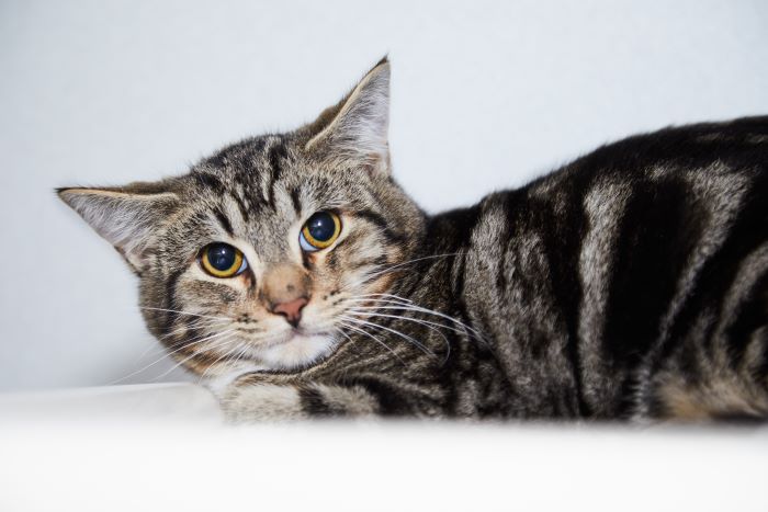 La imagen captura un gato temeroso en un momento tenso, con su postura corporal rígida y su mirada fija en algo con expresión cautelosa.