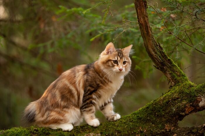 Raza de gato sin cola Gato Bobtail Kurilian