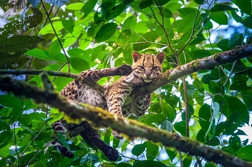 Gato margay