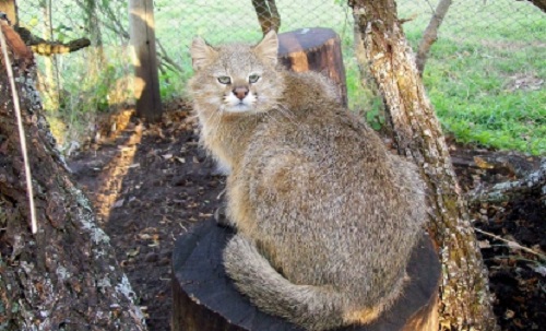 Gato de las pampas